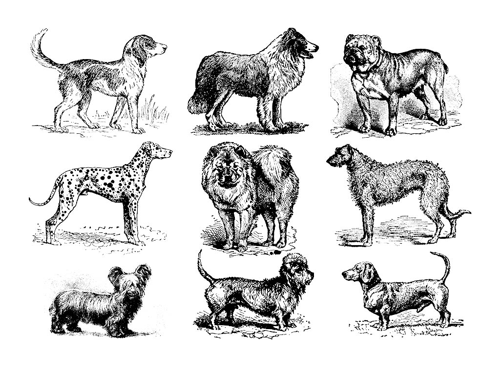 免費(fèi)激光雕刻舊式狗文件